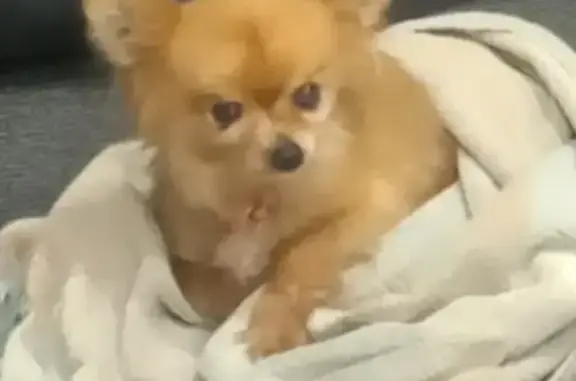 Chien trouvé , photo: Chihuahua perdu retrouvé à Issancourt
