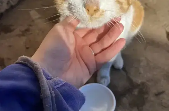 Chat roux et blanc trouvé affaibli - photo
