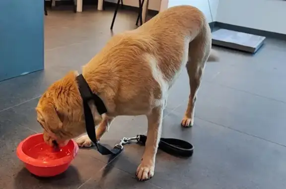 Animaux trouvés La Bouëxière, photo: Chiot labrador retrouvé à Romagné
