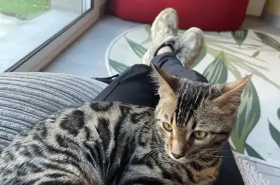 Chat perdu, Auch, photo: Chaton Nefero disparu à Auch
