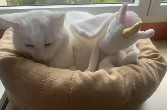 Animaux perdus Cholet, photo: Chatte blanche perdue à Cholet