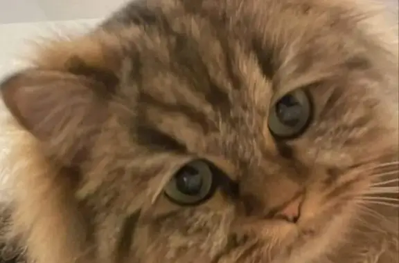 Chat perdu, , photo: Chat croisé persan perdu