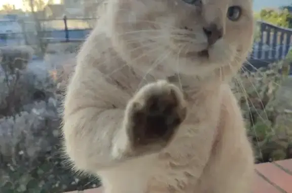 Chat roux câlin trouvé à Jouy - photo