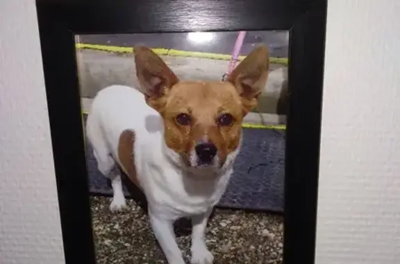 Chien perdu Issoudun, photo : Jack Russell perdu à Issoudun