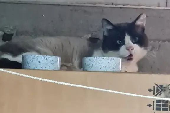 Chat siamois blessé trouvé - photo
