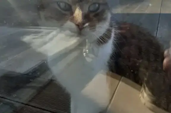 Chatte bicolore trouvée à D300 - photo