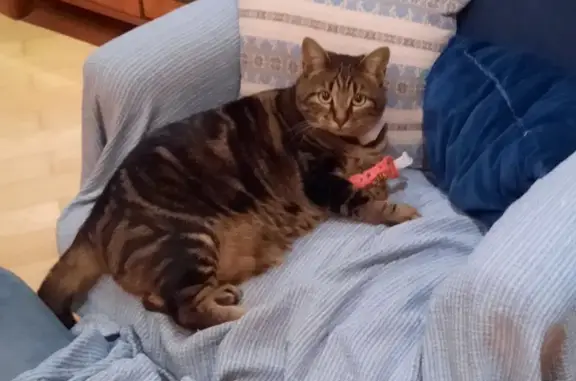 Chat perdu, Roquebrune-Cap-Martin, photo: Chat Européen tigré perdu à Roquebrune