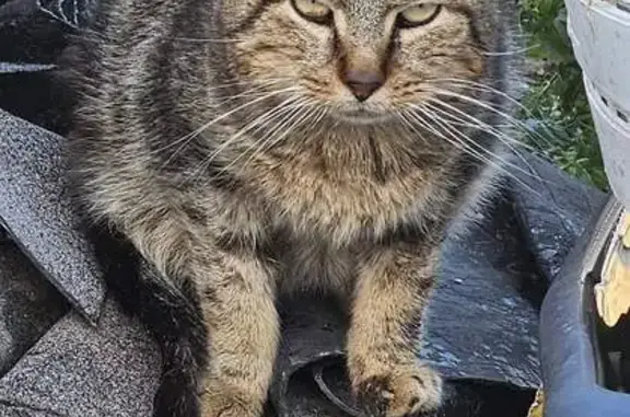 Chat âgé perdu à Troyes - photo