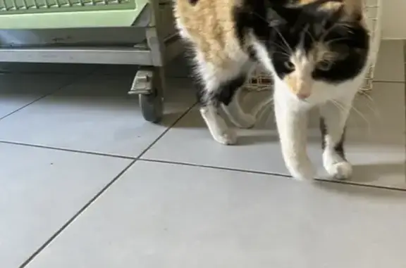 Chatte câline trouvée à Lunel - photo