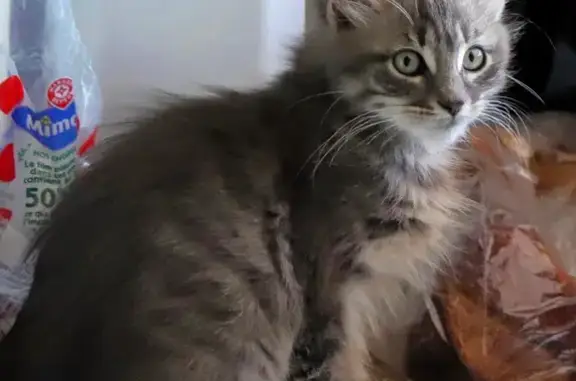 Chat perdu, Bréhal, photo: Chatte échappée avant stérilisation