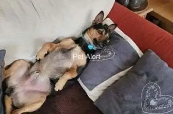 Chien perdu , photo : Avis: Pinscher nain perdu