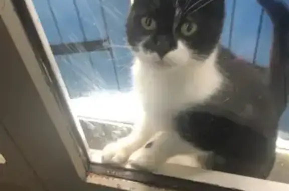 Chat retrouvé à Germignac - photo