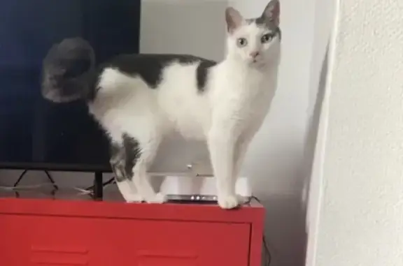Chat perdu, Saint-Étienne, photo: Chat Bilbon perdu à Saint-Étienne