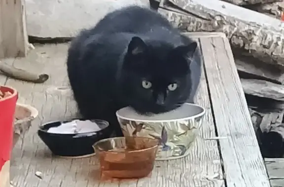 Chaton noir tacheté trouvé à Saint-Macaire - photo