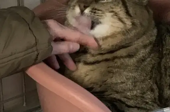 Animaux perdus Vif, photo: Chat tigré dodu perdu à Vif
