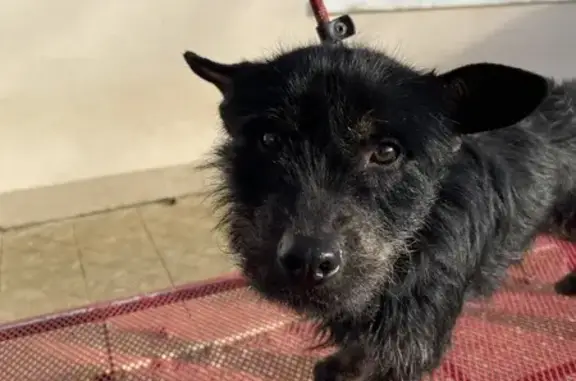 Chien Cairn Terrier trouvé D16 - photo