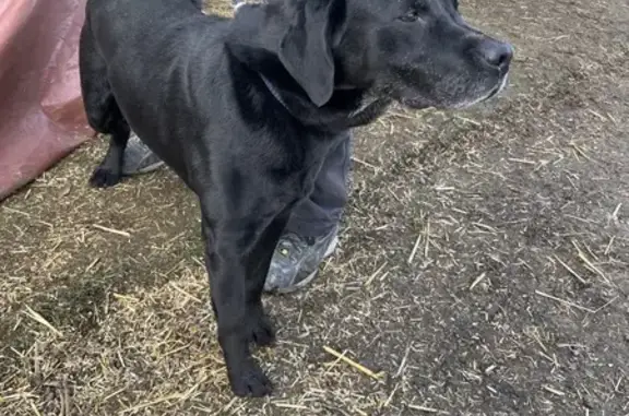 Chien perdu à Montreuil 28500 - photo