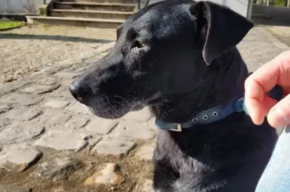 Labrador Roméo, 9 ans, trouvé à Joigny - photo