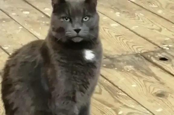 Chat perdu, Chevilly-Larue, photo: Chat âgé Grizou perdu à Chevilly