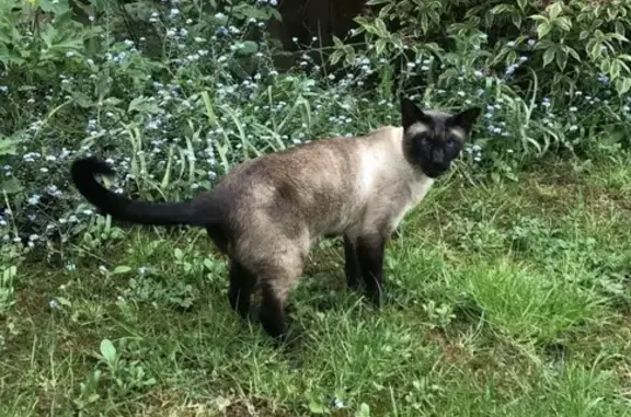 Lost Siamese Cat in Christchurch - Help!