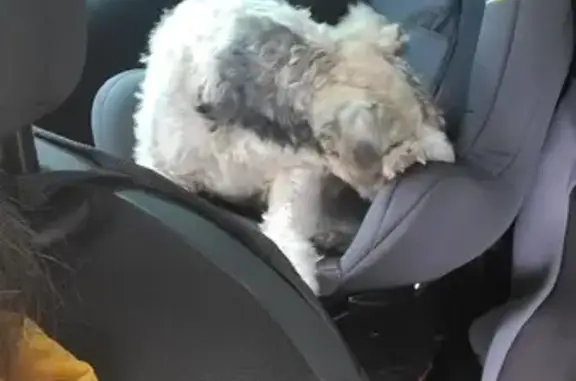 Chien perdu à Lesneven recueilli - photo