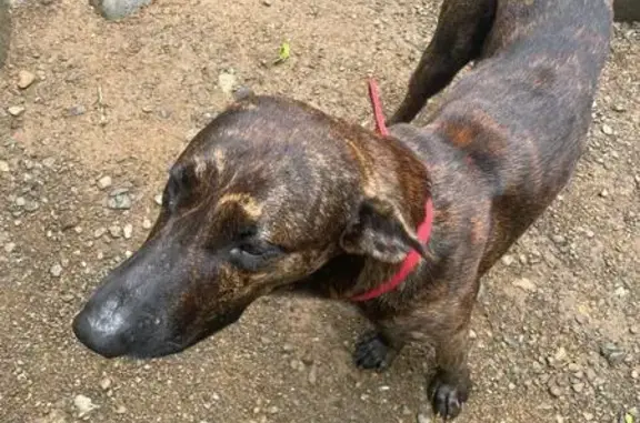 Chien perdu près de la forêt - photo