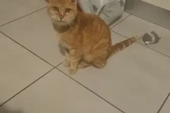 Chat perdu à Sauveterre trouvé - photo