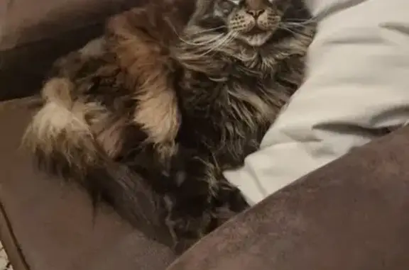 Chat perdu, Versonnex, photo: Chat Maine Coon Yago disparu