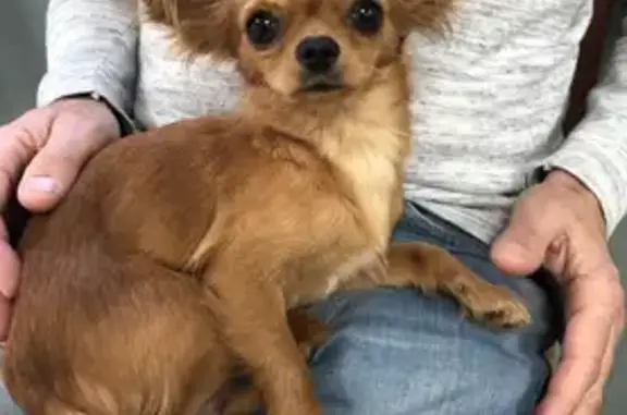 Animaux trouvés Le Lavandou, photo: Chihuahua marron trouvé - Toulon