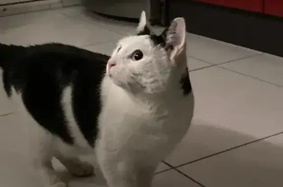 Chat aux yeux bleus trouvé à Besançon - photo