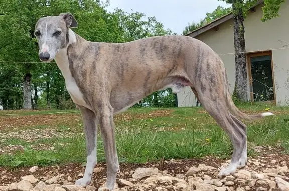 Whippet sable perdu - Barguelonne - photo