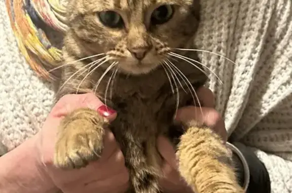 Chat tigré câlin trouvé à Lille - photo