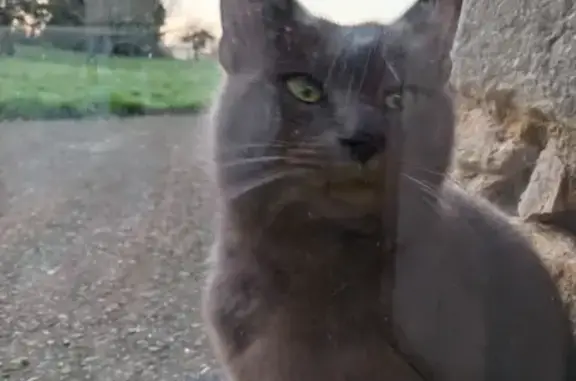 Chat gris affectueux trouvé à Bain - photo