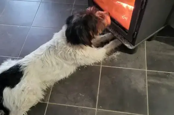 Chien perdu Unieux, photo : Chien Tolkien perdu à Unieux