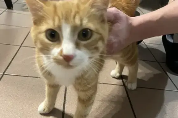 Chat perdu à Essertines retrouvé - photo