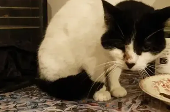 Chat trouvé à Le Vilhain, œil qui coule - photo