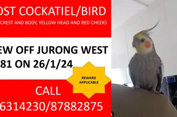 Missing! Grey Cockatiel - Jurong West SG