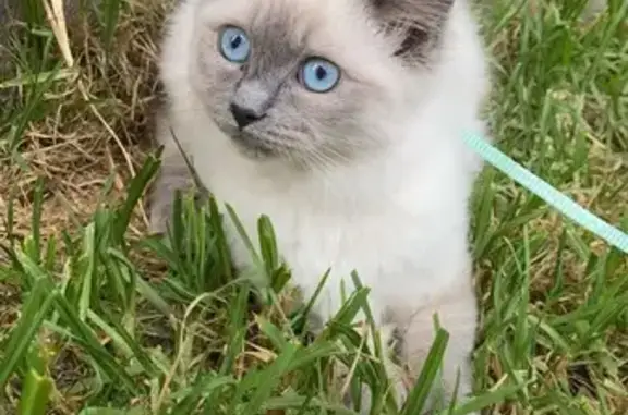 Missing cat , photo: Lost Kitten Alert: White & Gray, Rainbow Collar