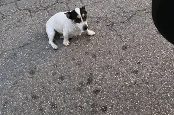 Jack Russel blanc perdu à Cagnes - photo