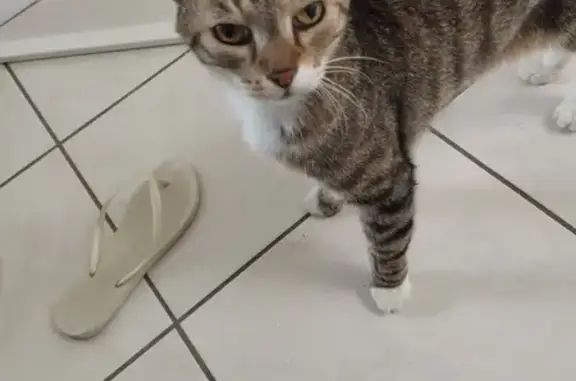 Animaux perdus , photo: Chat tigré de 10 ans perdu à Roubaix