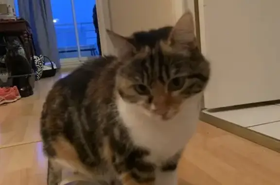 Chat tricolore trouvé à Buxerolles - photo