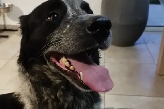 Chien perdu à Théhillac retrouvé - photo