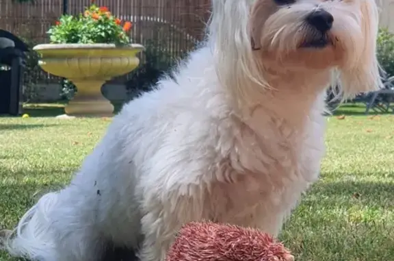 Chien perdu Soues, photo : Alerte: Bichon Skipy disparu à Soues