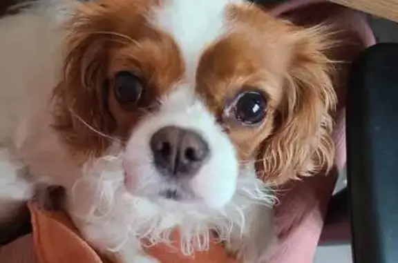 Animaux perdus Alès, photo: Sunny, Cavalier King Charles perdu