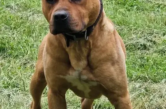 Chien perdu , photo : Chien Amstaff perdu à Ternand