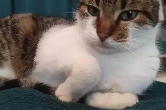 Chat tigré trouvé à Cognac - photo