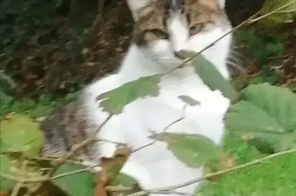 Chat perdu, , photo: Recherche Chat RASTA à St Pierre