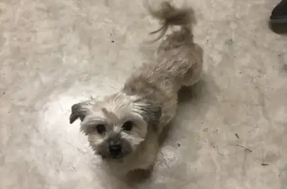 Chiot Bichon perdu, maigre, crème - photo