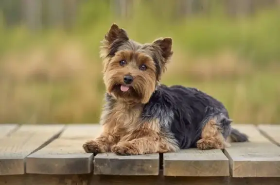 Chien perdu à Moussac retrouvé - photo