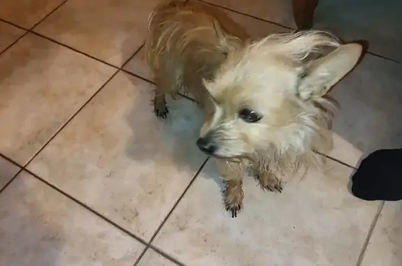 Petit chien roux perdu à Soye - photo